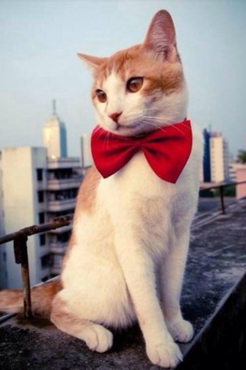 ձһ뾳߸ȾϷǳֵı¹ڲ